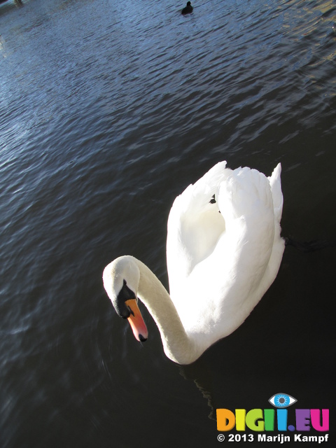 SX25760 Mute swan (Cygnus olor) in Cardiff Bay